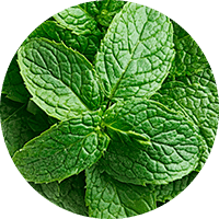 Экстракт календулы